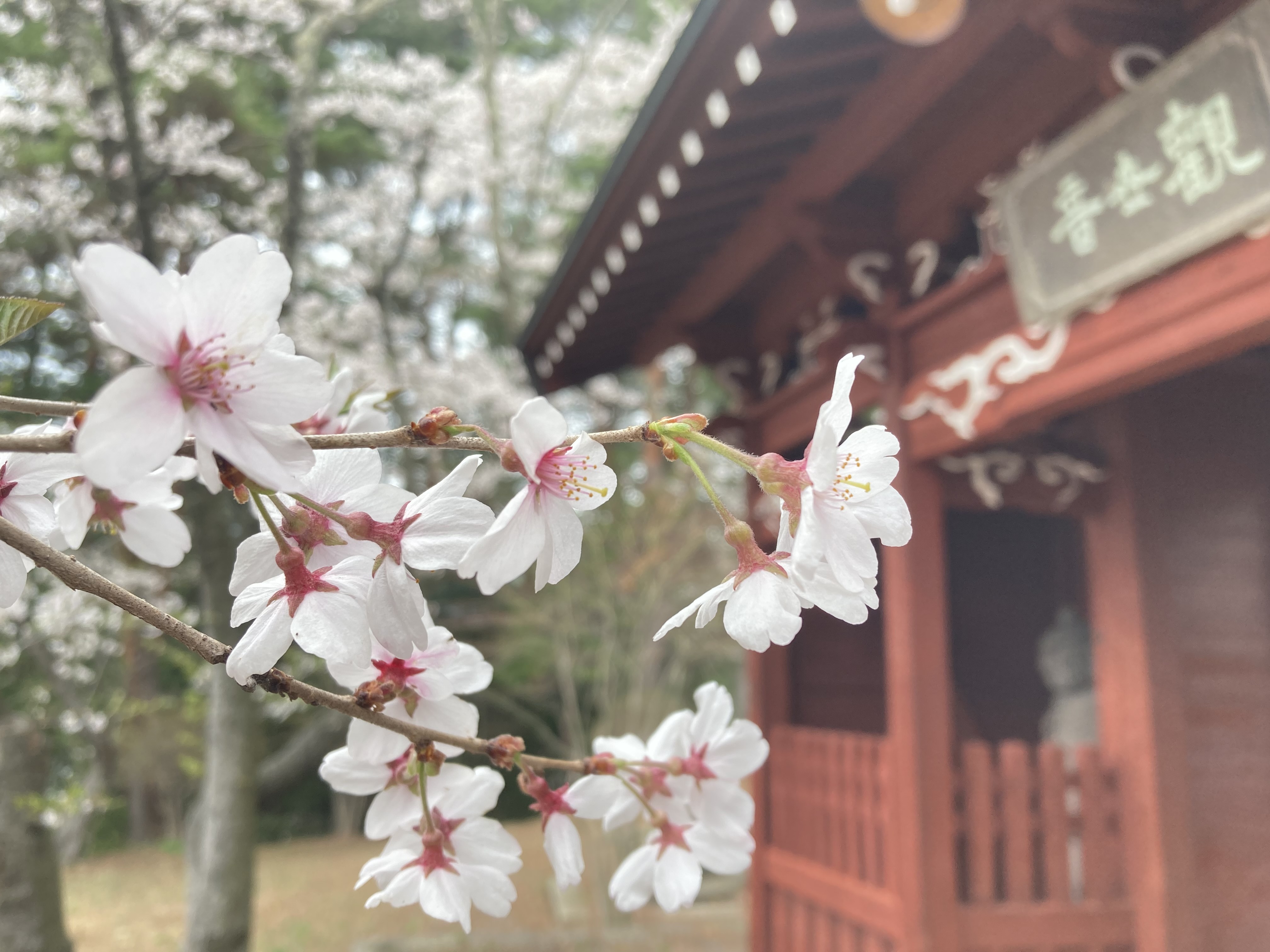 令和4年4月14日撮影