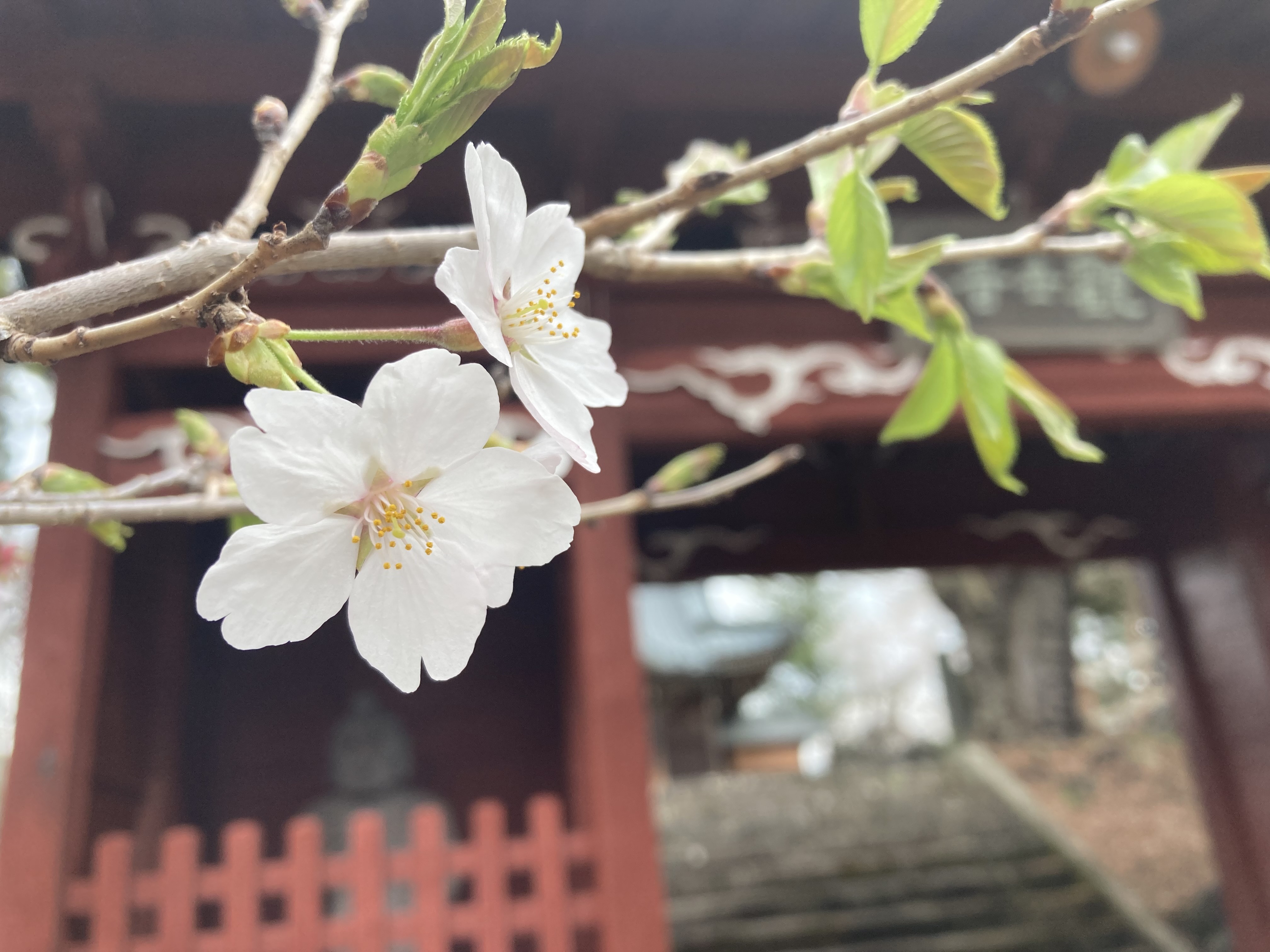 令和4年4月14日撮影