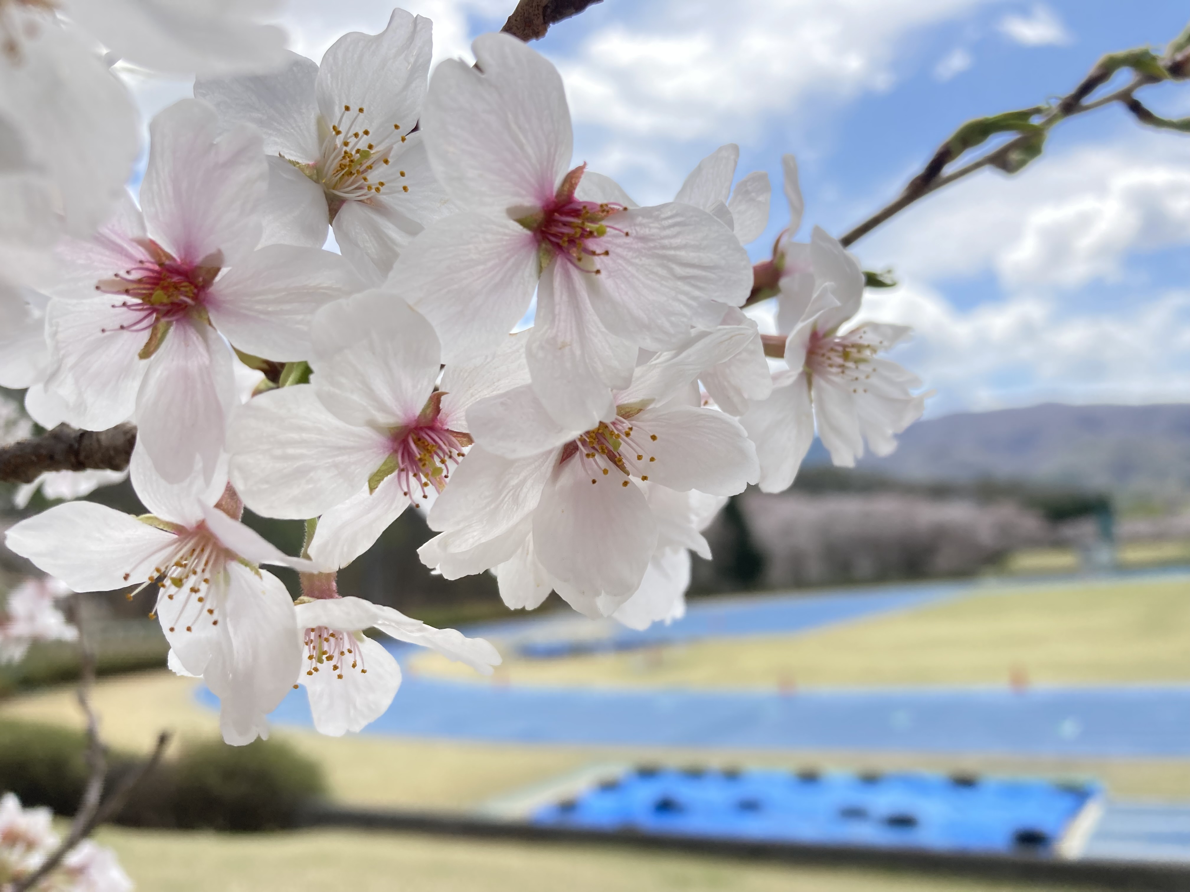 令和4年4月16日撮影