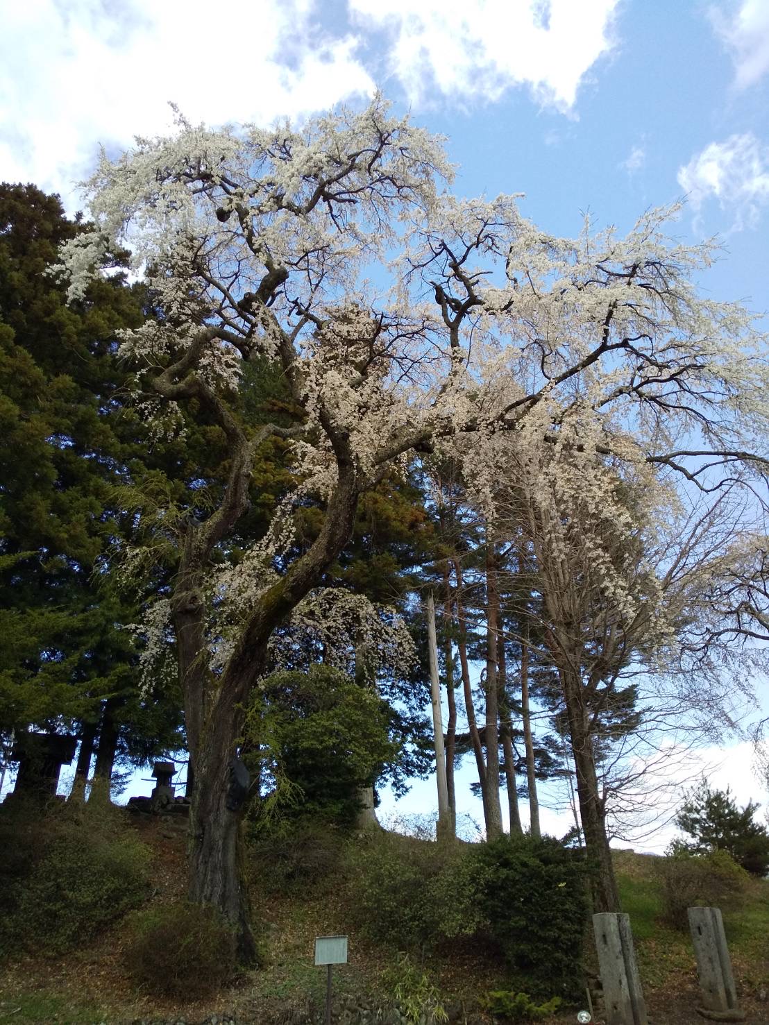 令和4年4月16日撮影