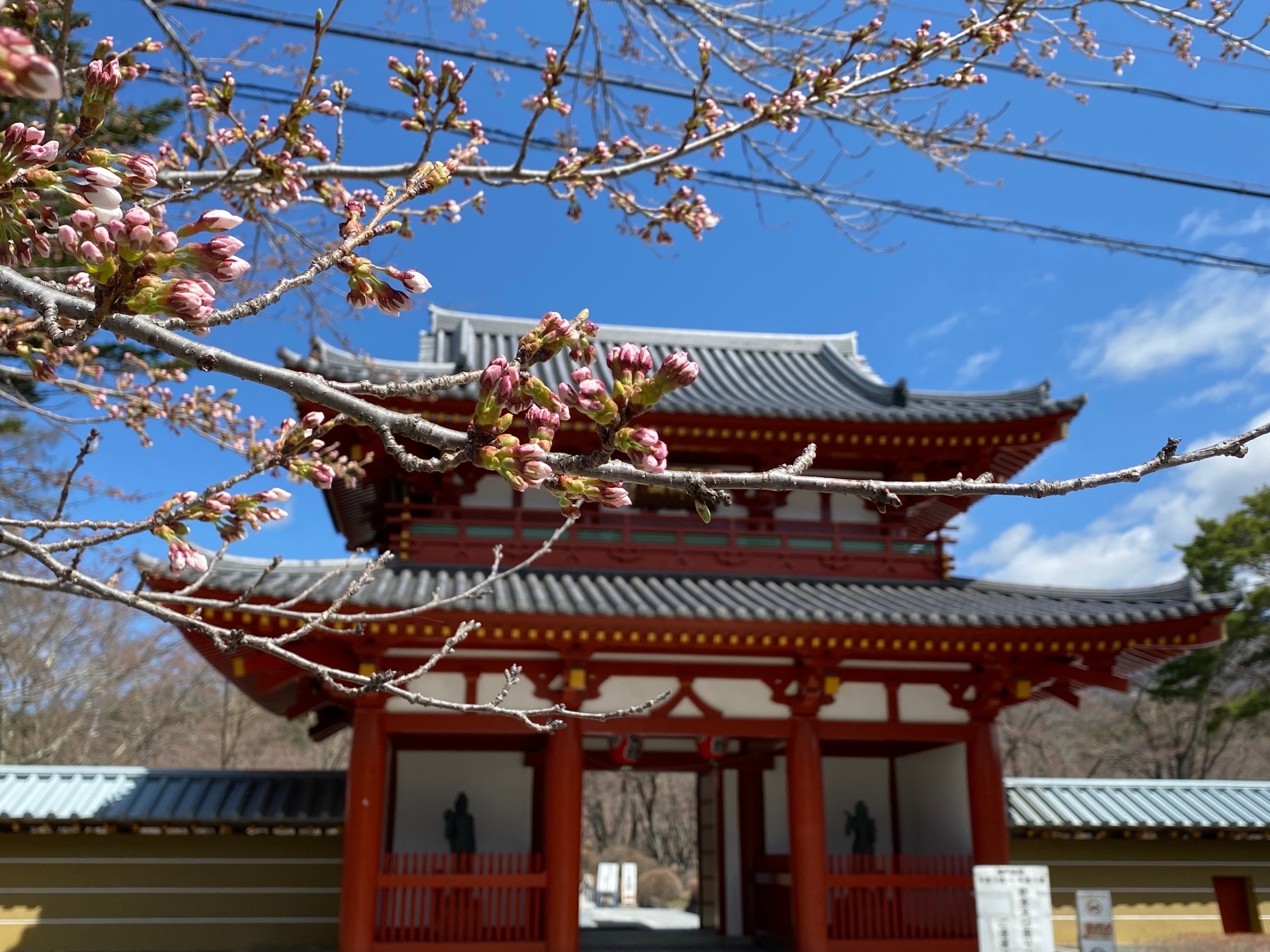 令和4年4月17日撮影