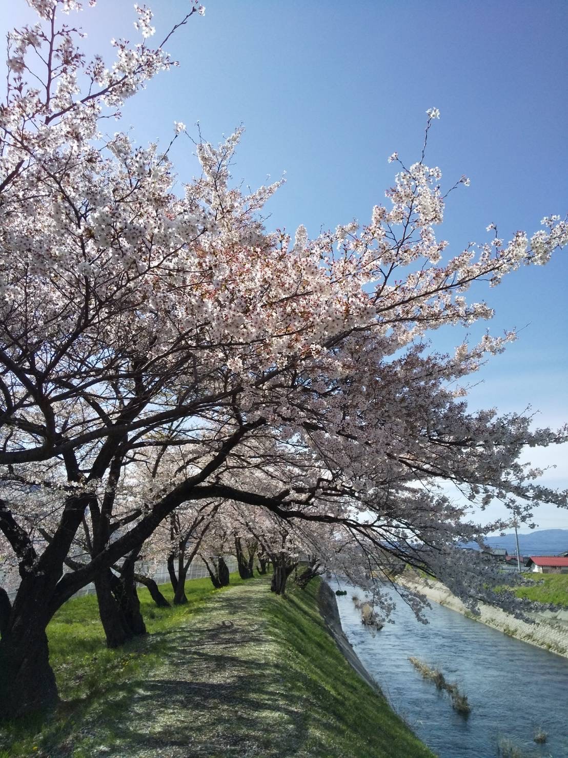 令和4年4月16日撮影