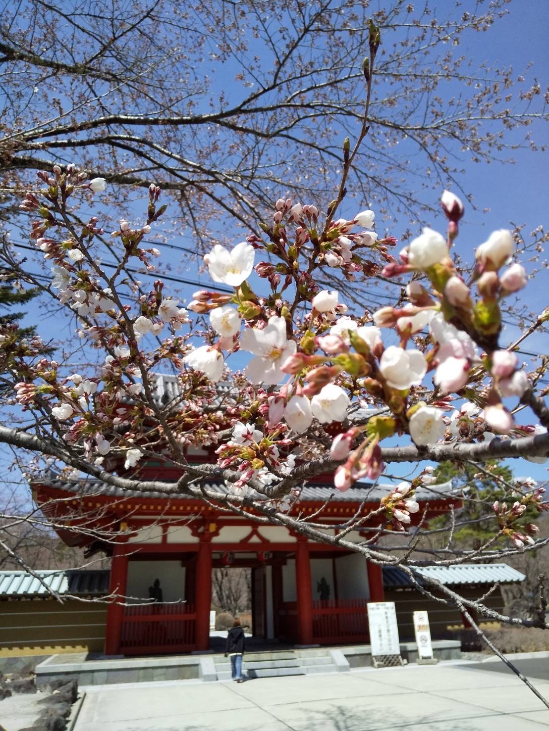 令和4年4月19日撮影