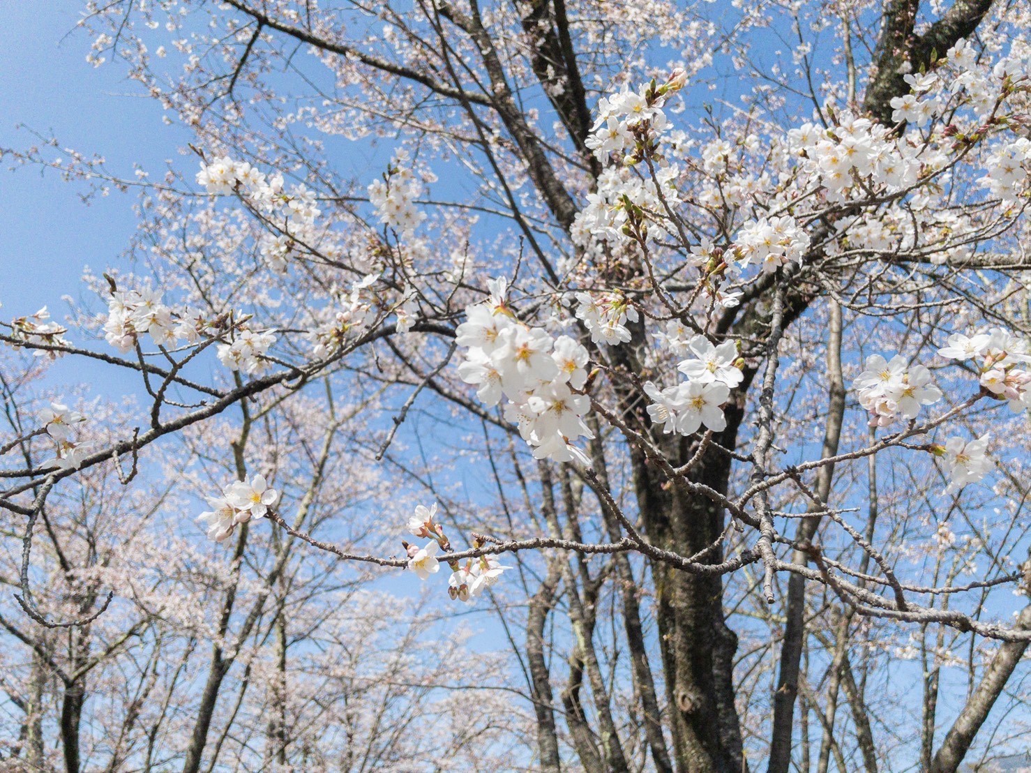 令和4年4月22日撮影