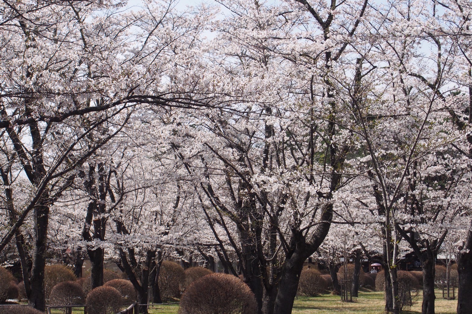 令和4年4月23日撮影