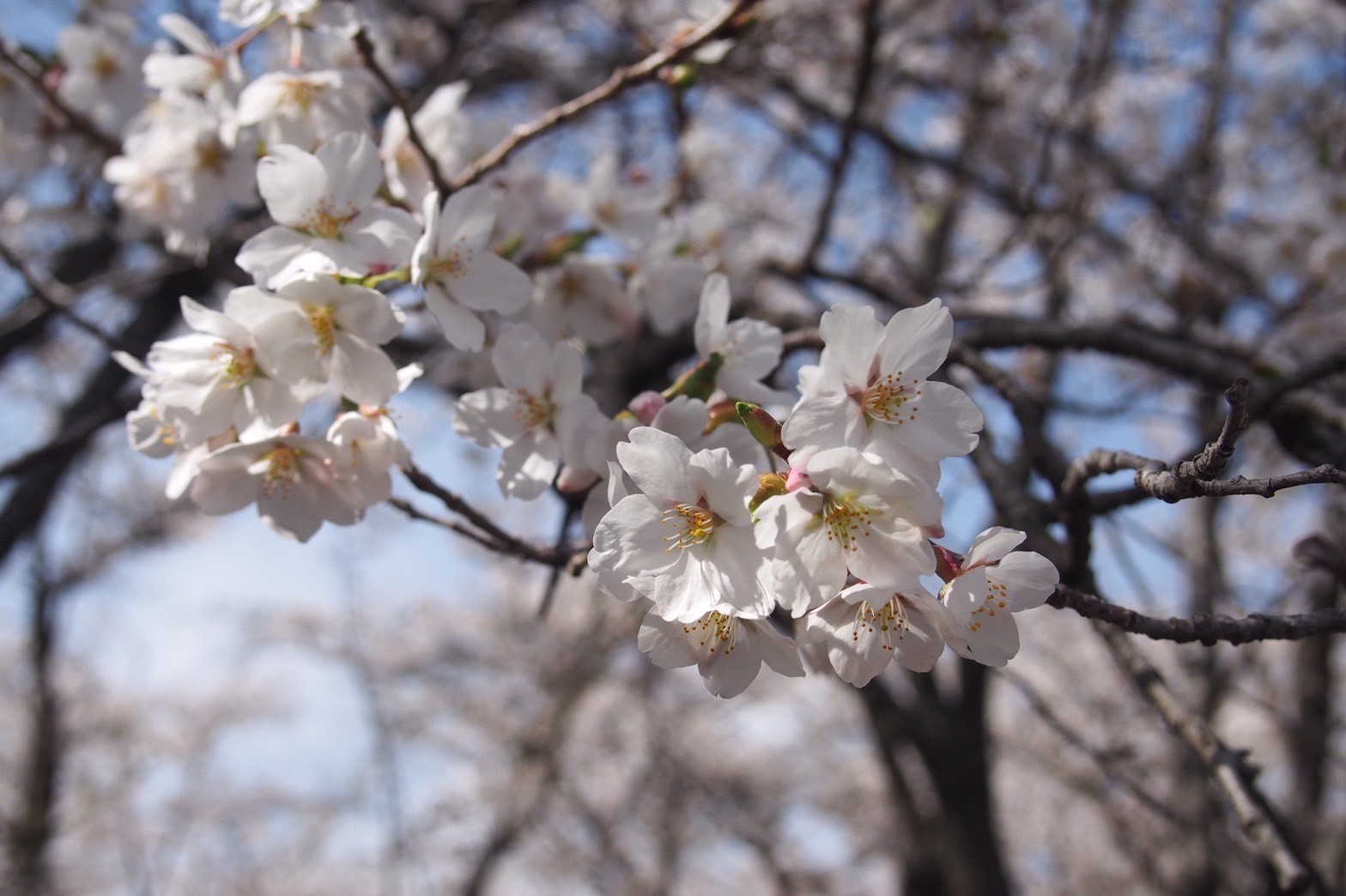 令和4年4月23日撮影