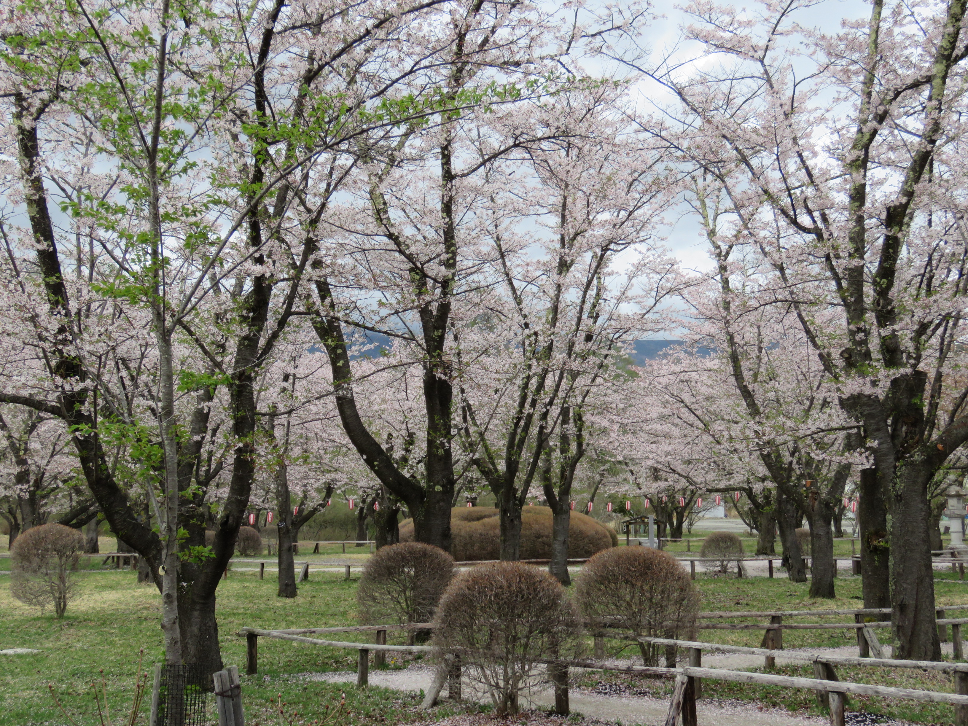 令和4年4月27日撮影