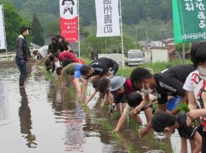 5年生が田植えをしています。