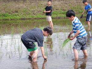 田植え