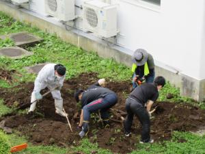 子どもたちが躓かないように、中庭の切り株を掘り出しました。予想以上に根が深く、かなりの時間がかかりました。