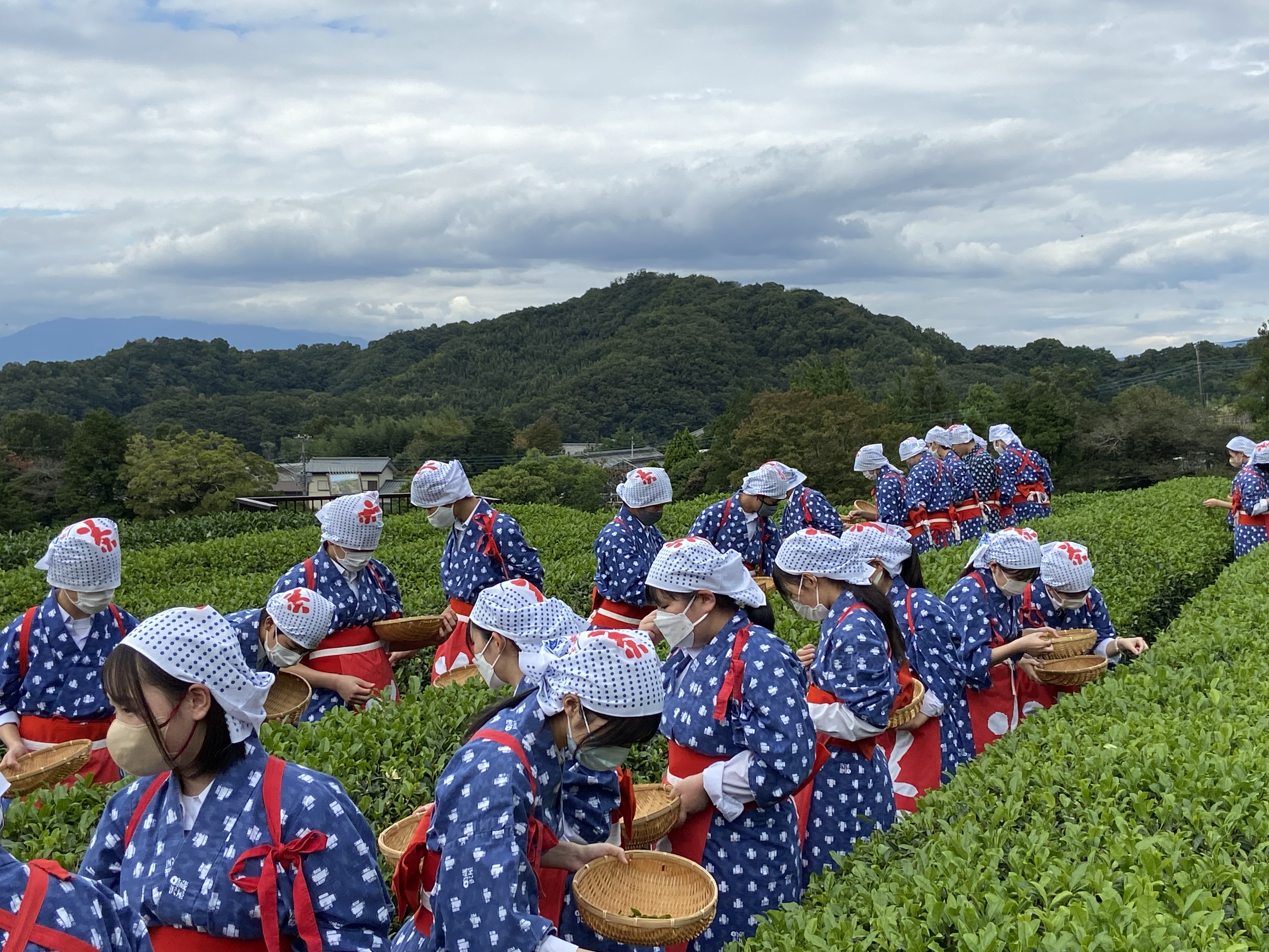 修学旅行にて茶摘みを体験をしている様子の画像