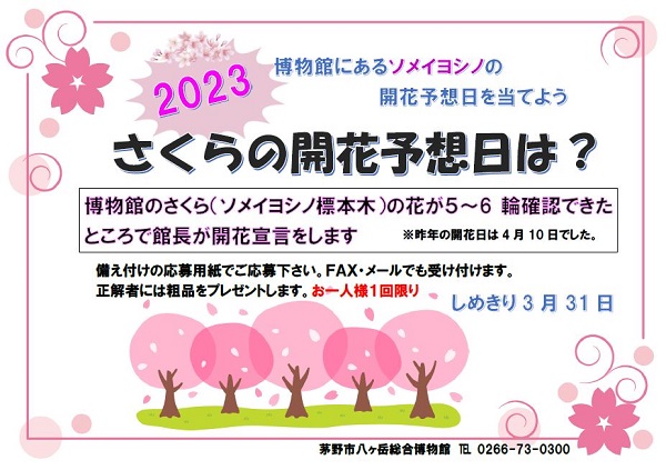 八ヶ岳総合博物館のソメイヨシノ開花日クイズ