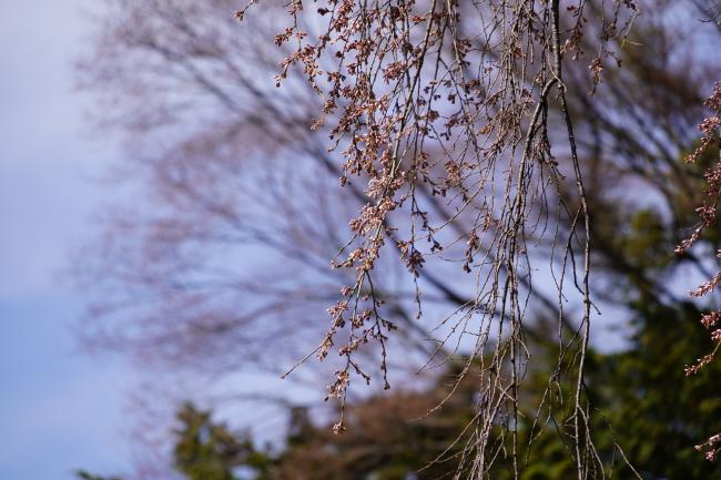 つぼみ