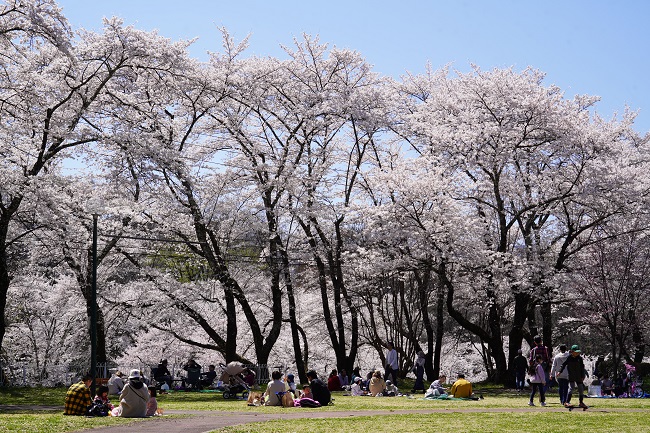 花見を楽しむ市民