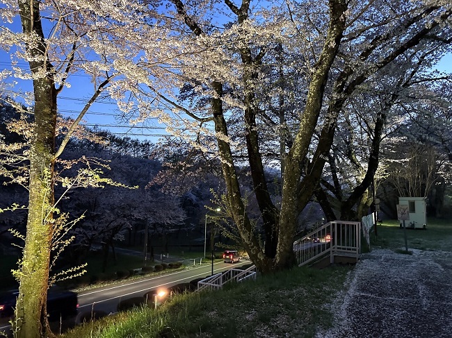 ライトアップされた桜　散り始め