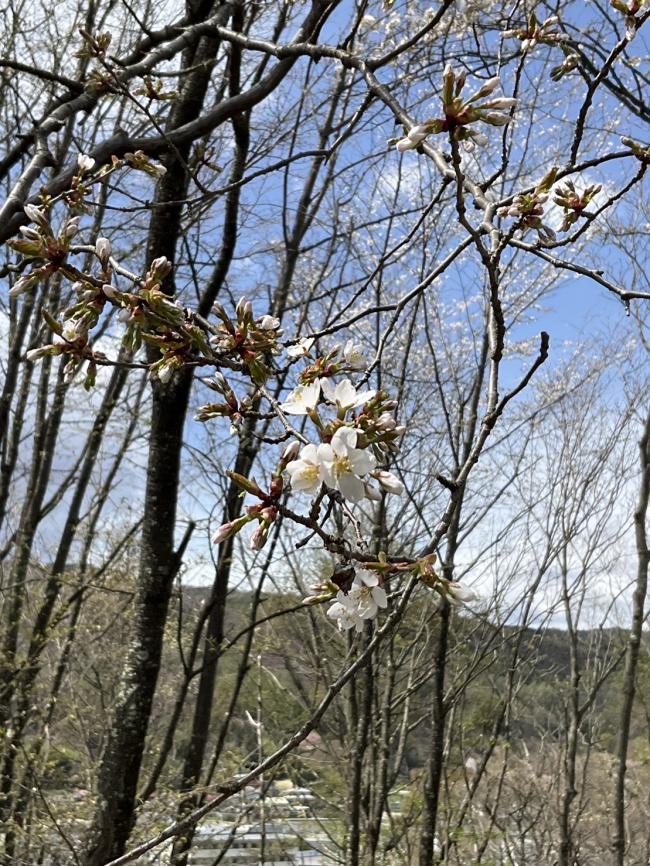 カスミ桜　咲き始め