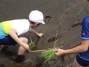 5年生田植えの様子