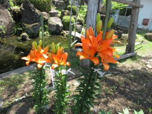 昇降口花壇に咲くユリの花