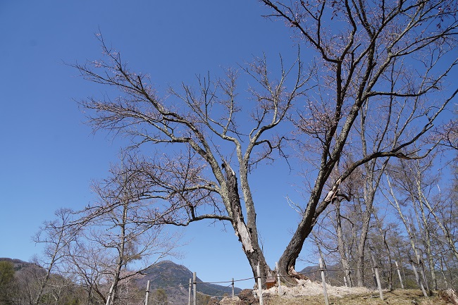 小津の一本桜