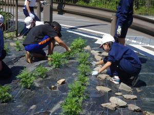 6年生が草取りをする