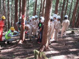 高学年の児童と保護者が木を切っています