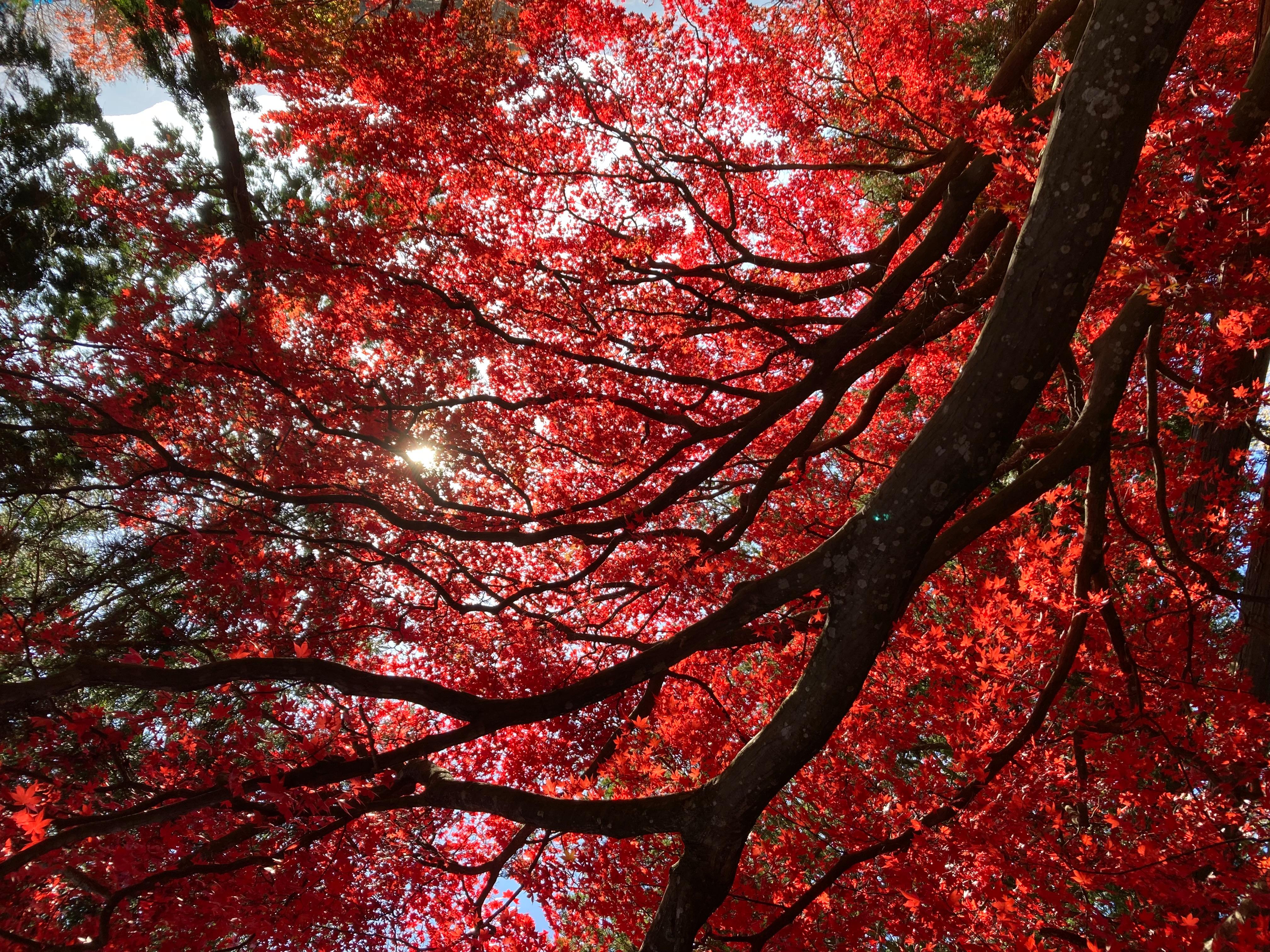 長円寺