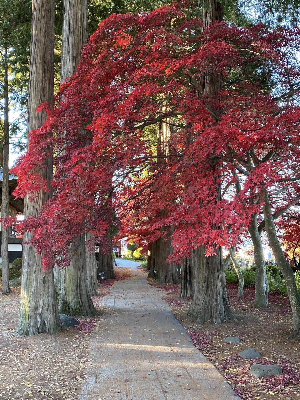 長円寺　見頃過ぎ