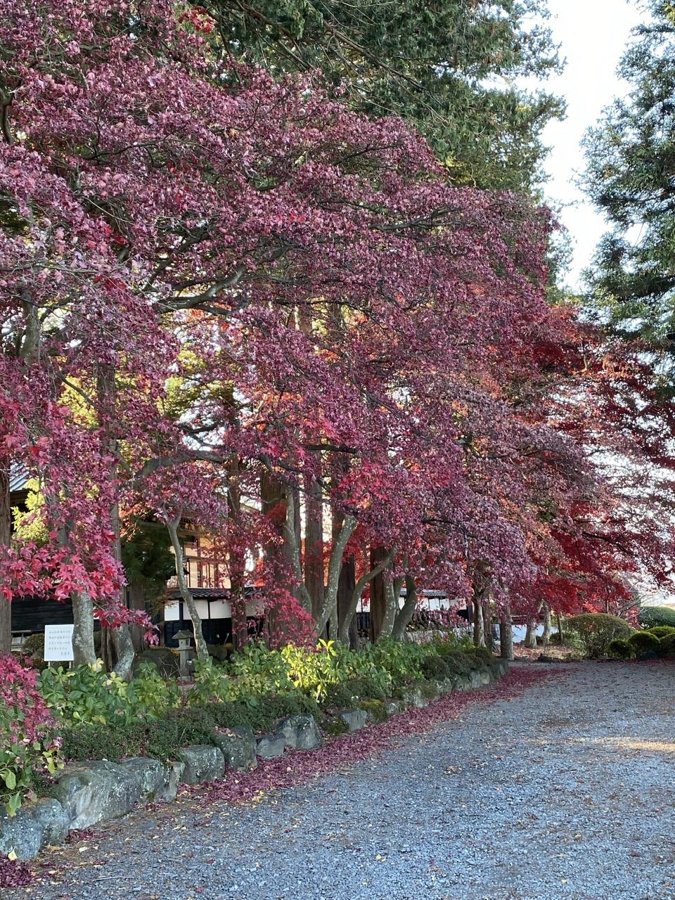 長円寺　見頃過ぎ