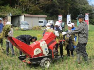 5年生が脱穀をしています。