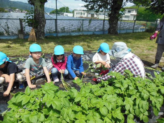 地域交流　さつまいも植え