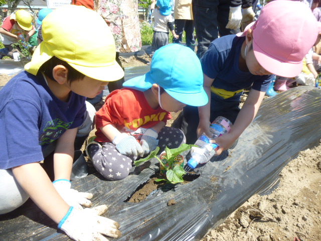 畑で苗植え