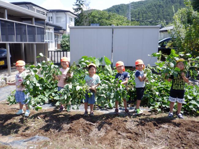 枝豆の収穫