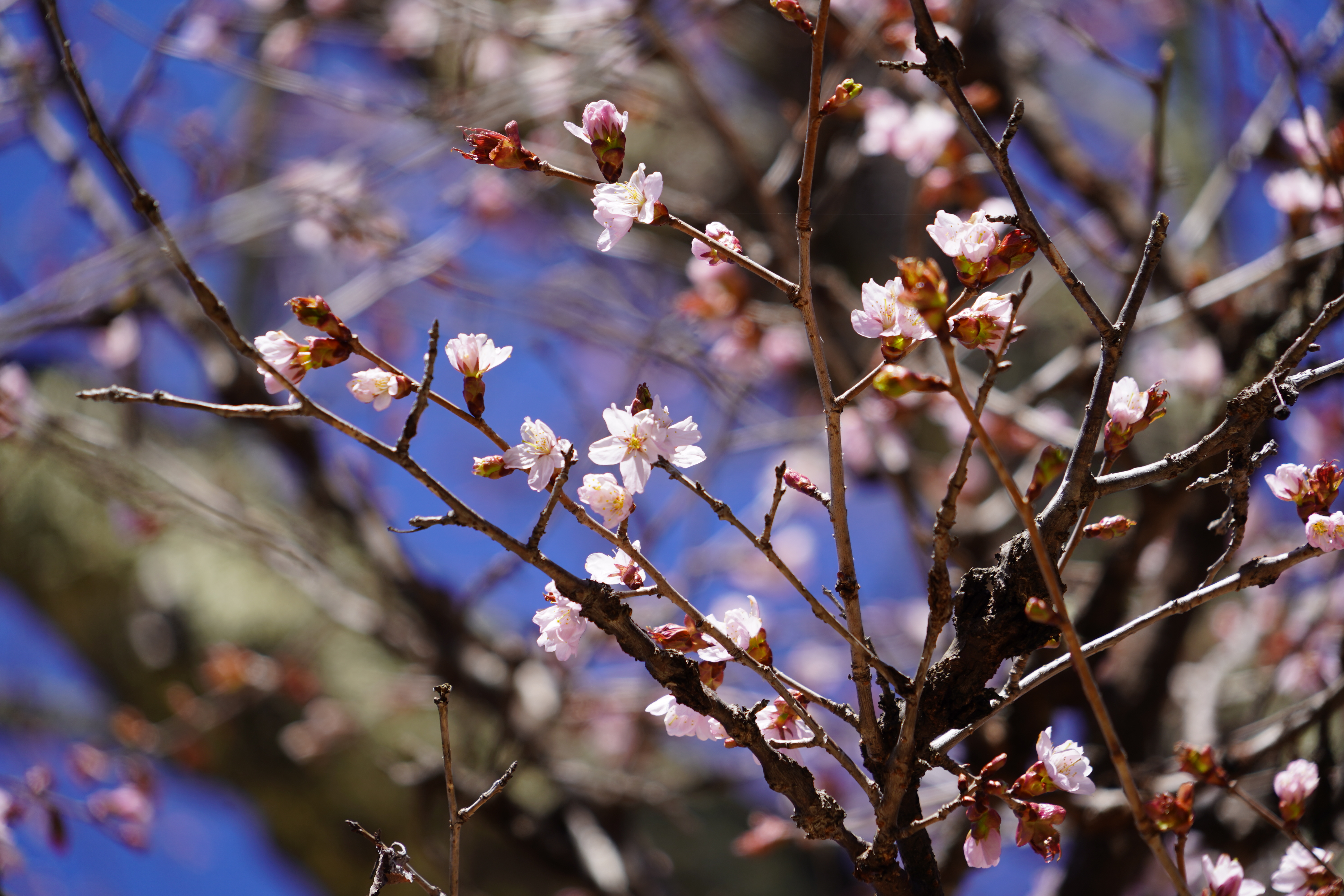 小津の一本桜　ヤマザクラ