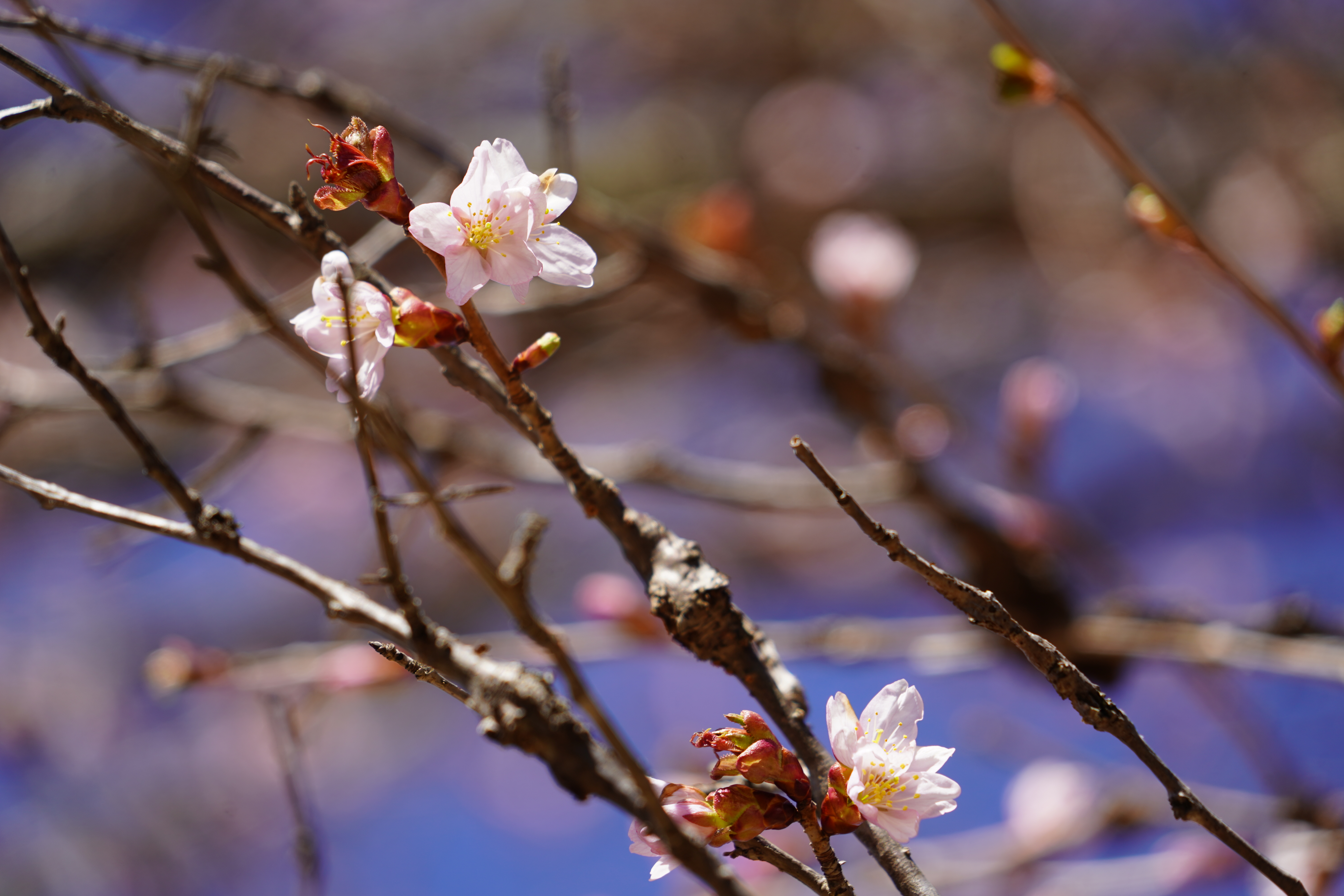 可憐な花