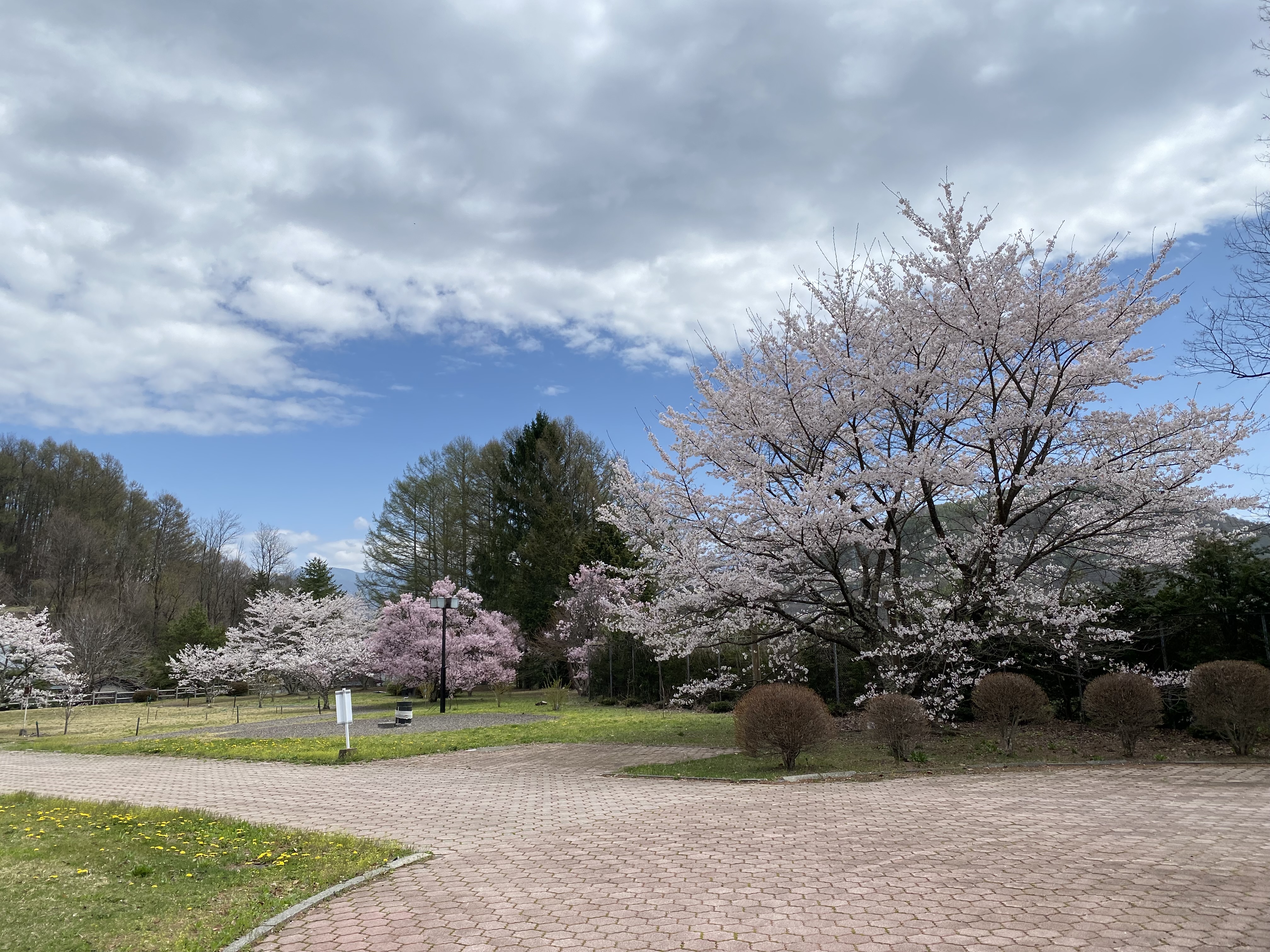 満開の桜