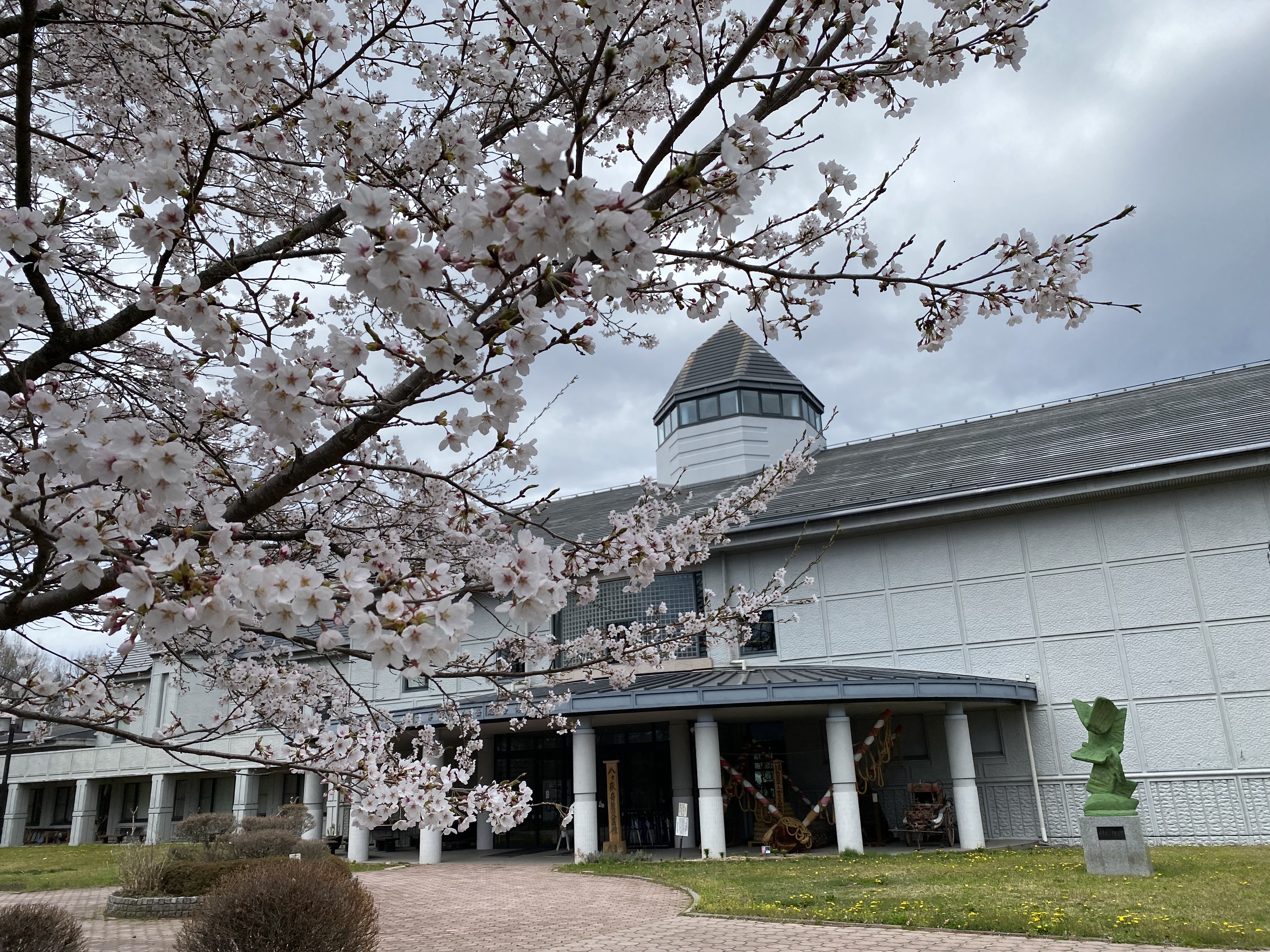 満開の桜