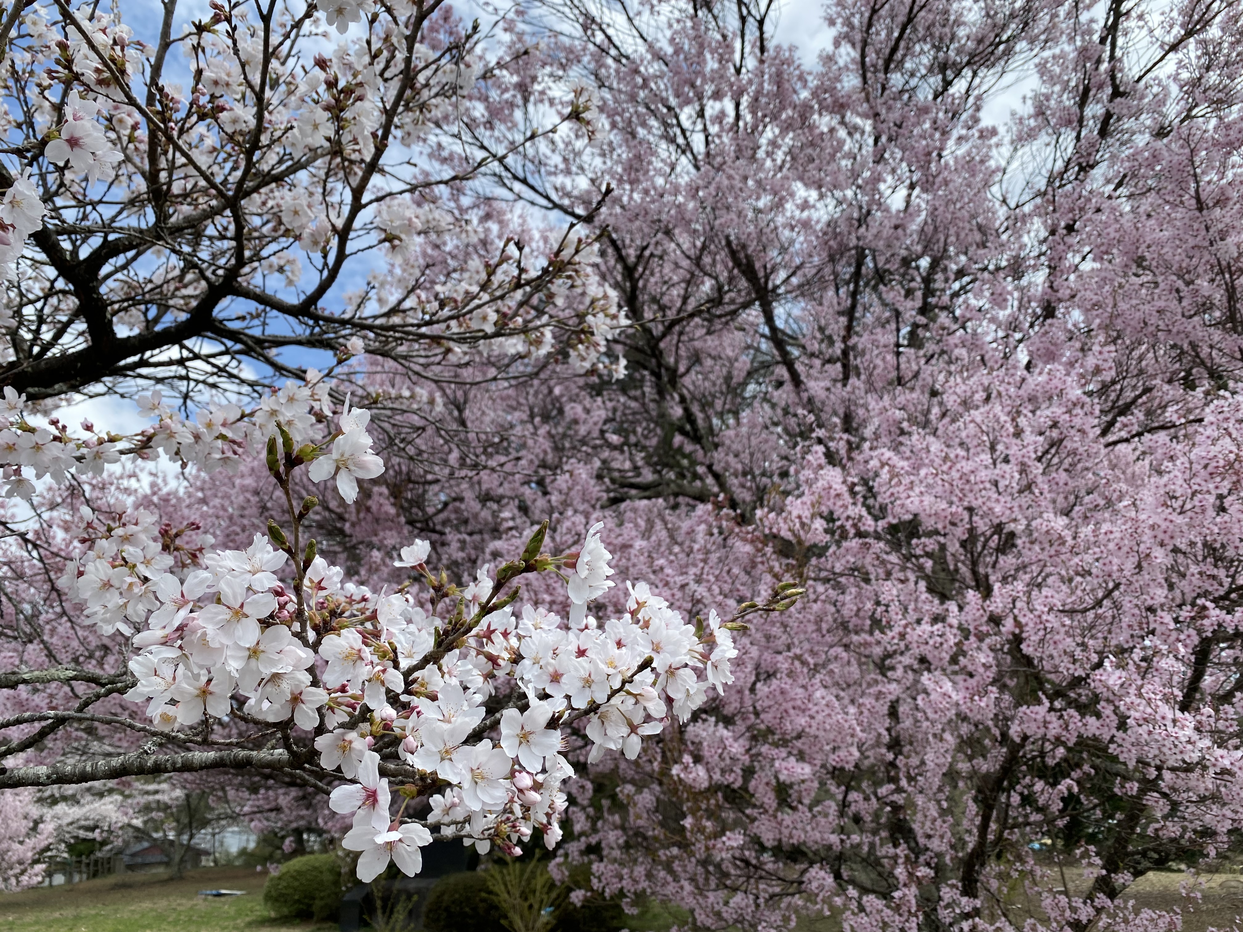 満開の桜