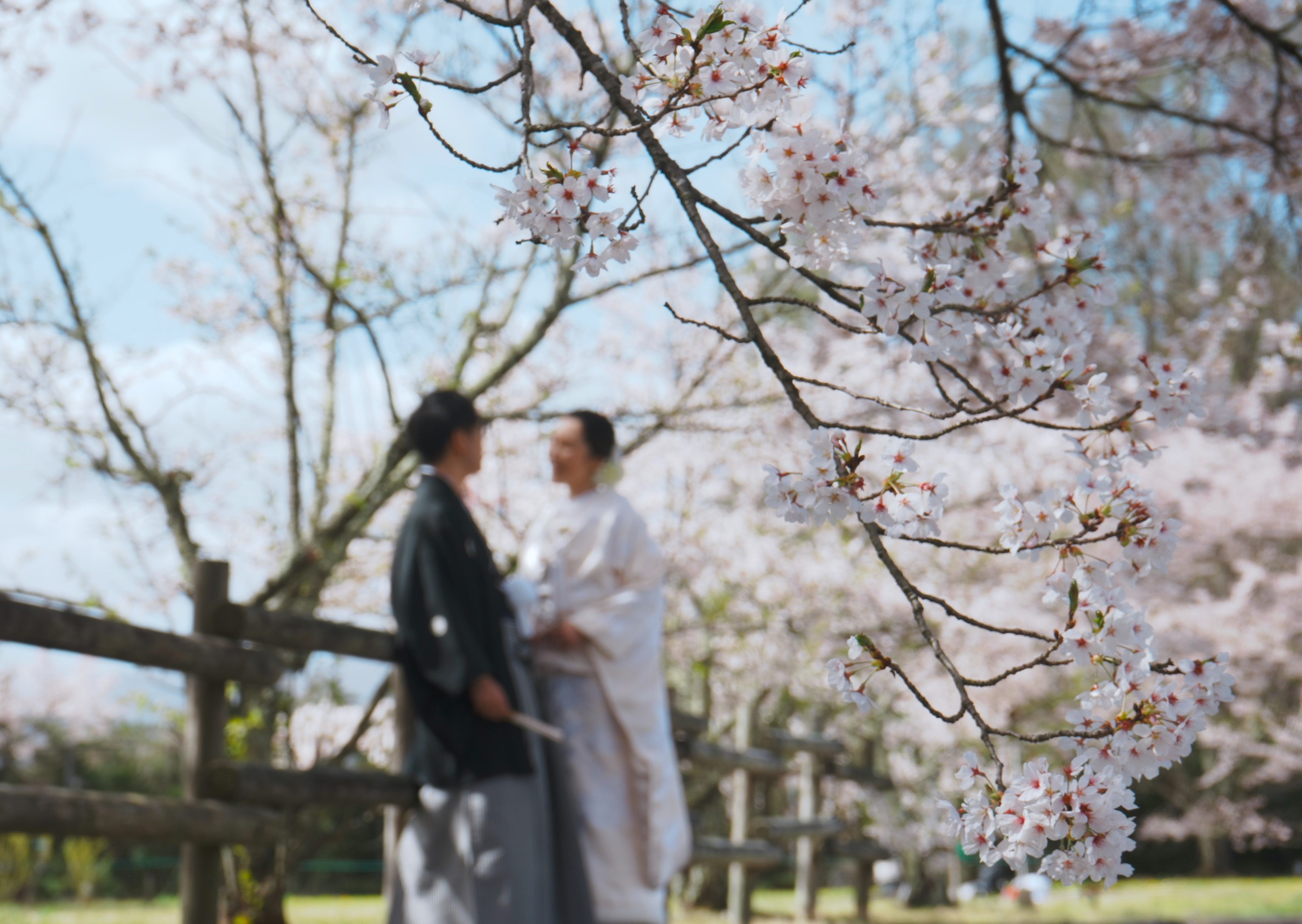 桜が舞う中、結婚式の前撮り写真の撮影