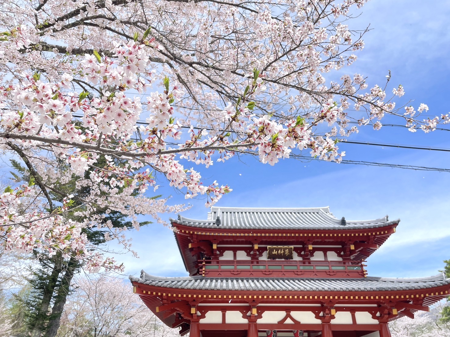 満開の桜