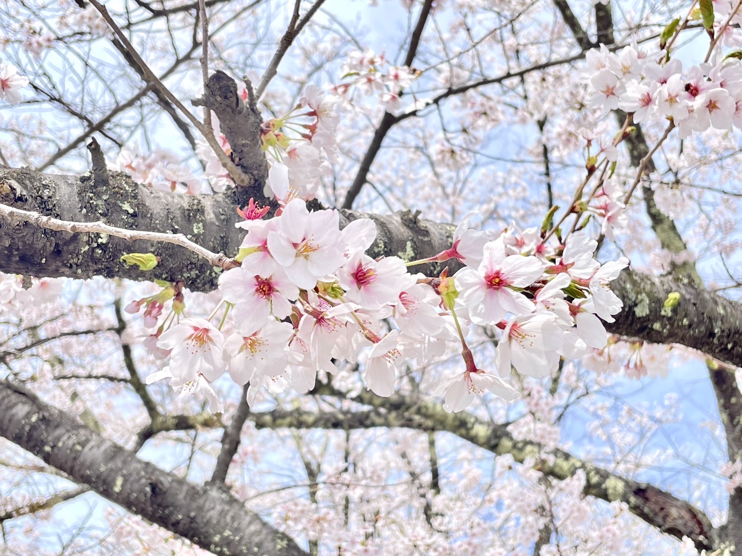 満開の桜