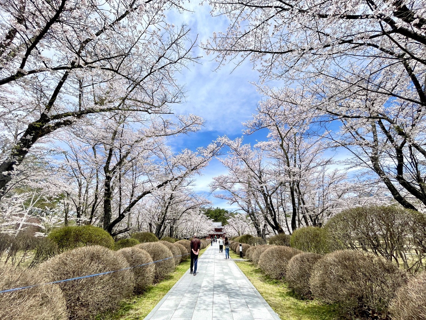 満開の桜