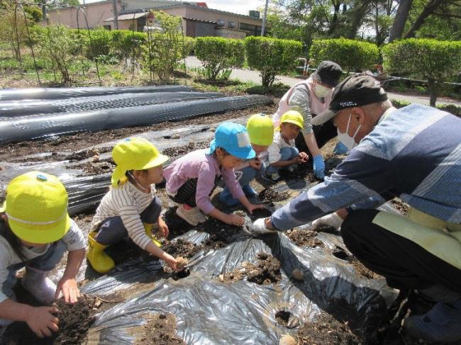 じゃがいも植え