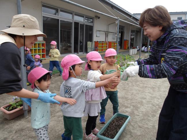 野菜の苗を一緒に植えよう