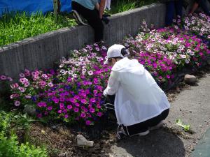 ビーナスライン花壇の整備