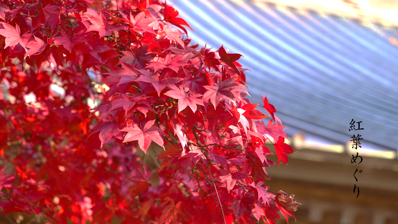 紅葉めぐり2024