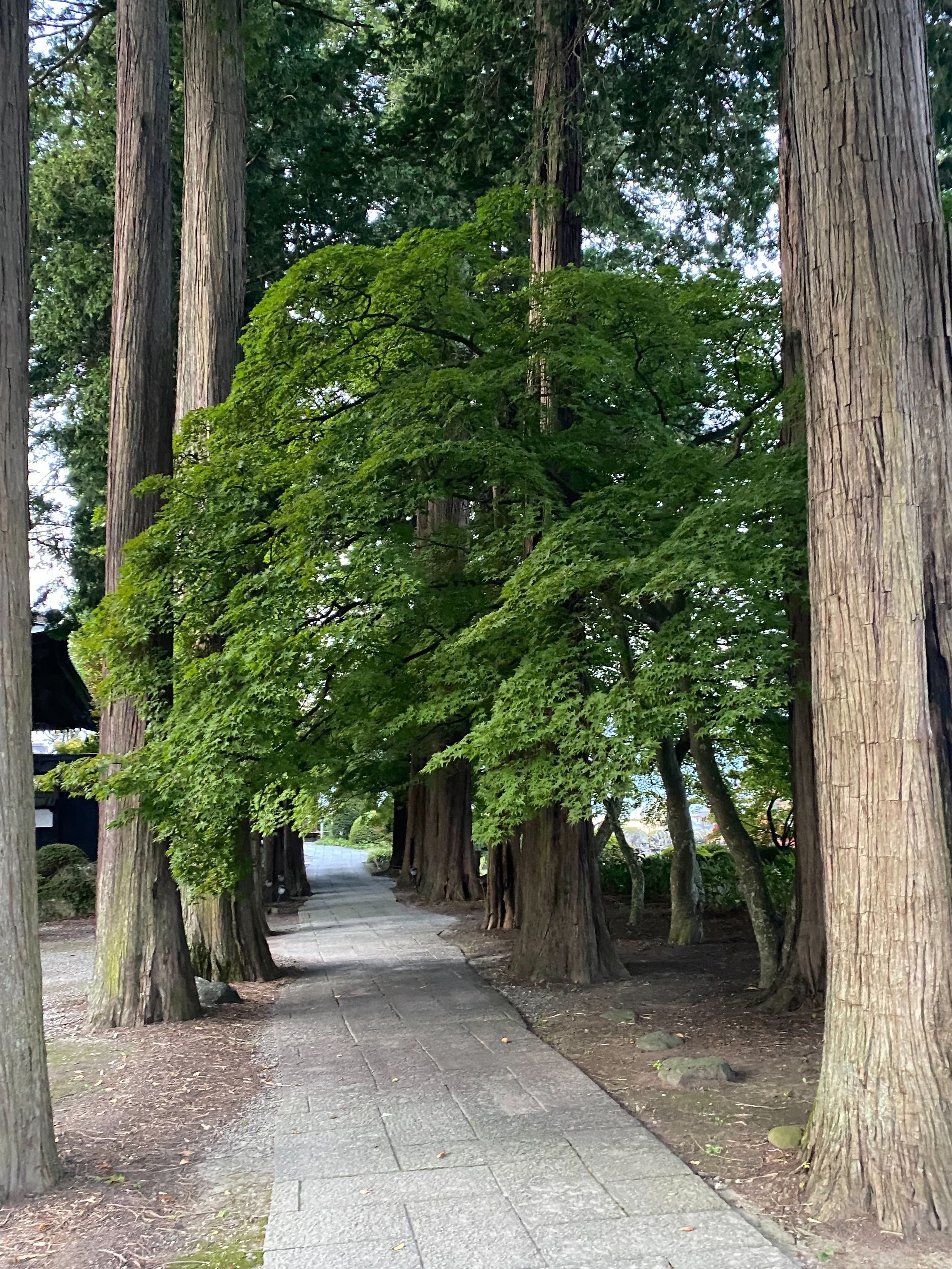 長円寺　青葉
