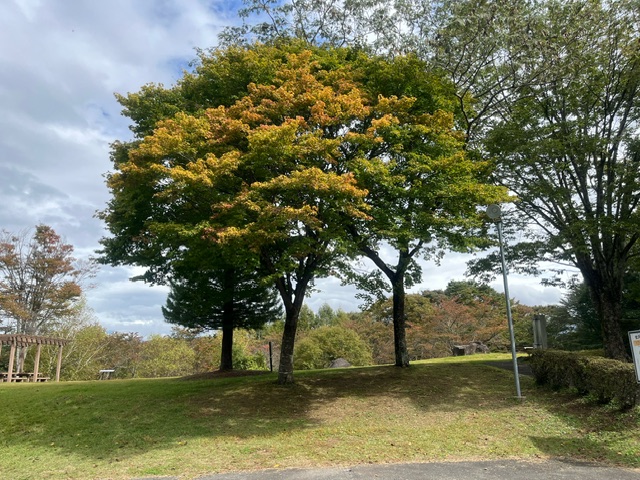 金沢公園　色づき始め