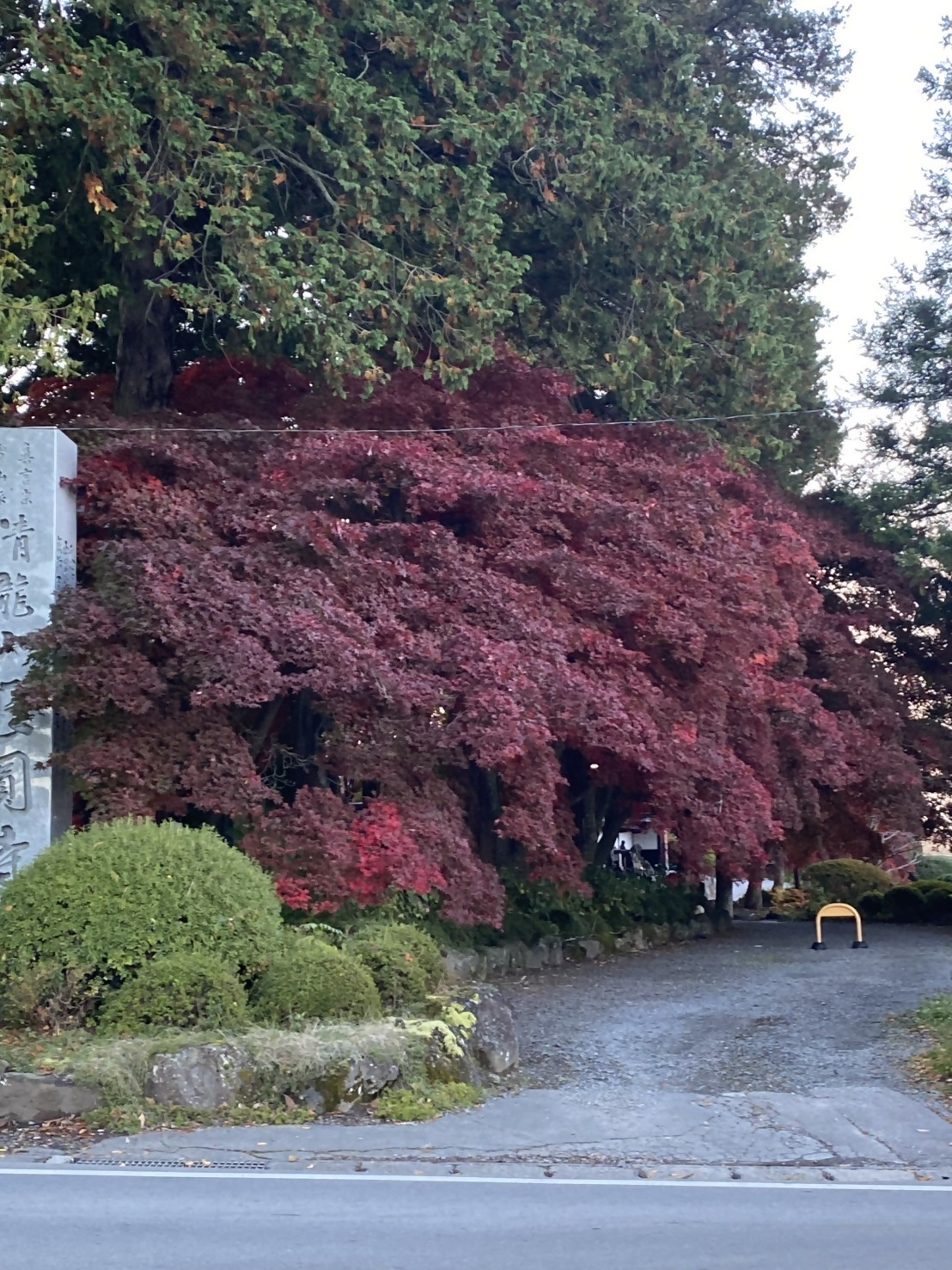 長円寺　見頃