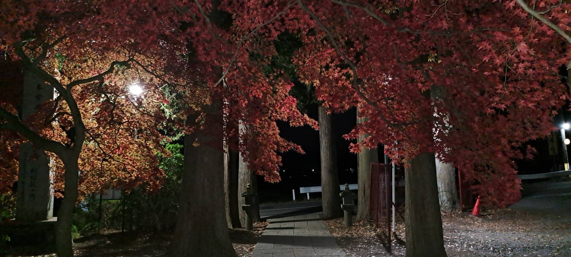 夜の長円寺　見頃