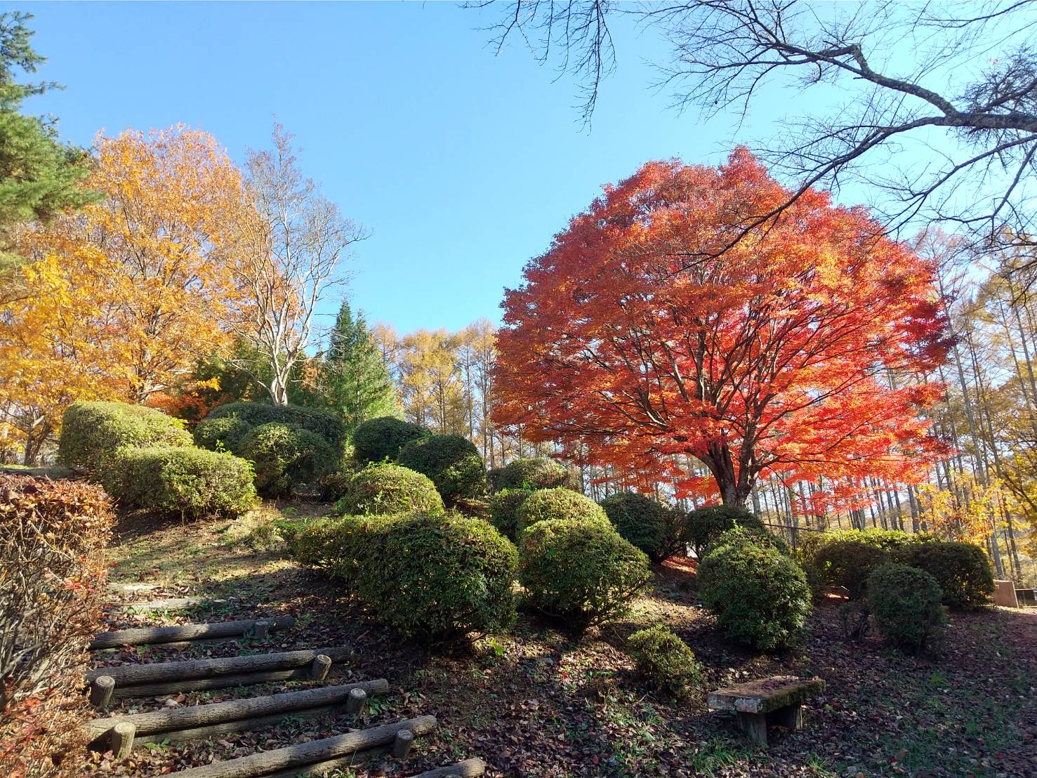金沢公園　見頃過ぎ
